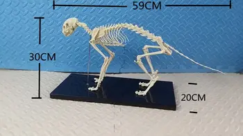 

cat skeleton model Pets Skeleton Bone teaching demonstration model cat anatomical model