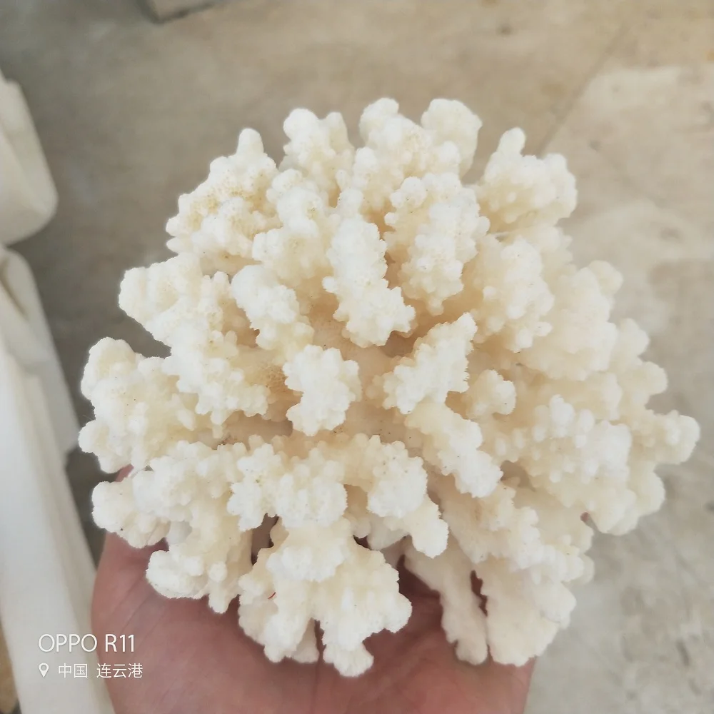 Как выглядит белый коралл 3pcs 100% Natural Coral Sea White Coral Tree White Coral Landscaping Home Furnis