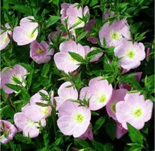900 шт. эффектный энотеры ( Oenothera Speciosa ) был карлик, Жаропрочных к засухе красивые цветущие растения