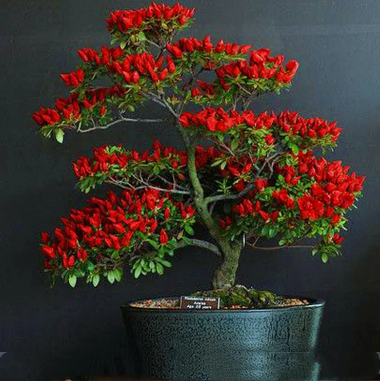 100pcs/bag Bonsai 100% Genuine Fresh Rare Trinidad Moruga Scorpion Pepper (hot chilli) Organic Vegetable Home Garden pot plants