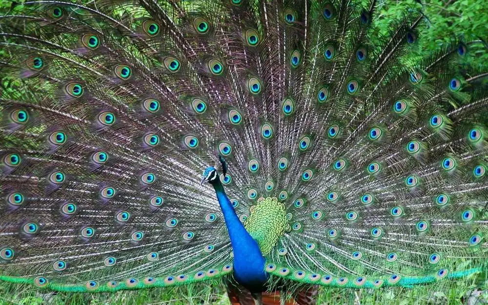 Art Peintures Toile Imprimer Paon Queue Male Modeles Posture Affiche Animaux Oiseaux Mur Photo Aliexpress Art Peintures Toile Imprimer Paon Queue Male Modeles Posture Affiche Animaux Oiseaux Mur Photo Aliexpress