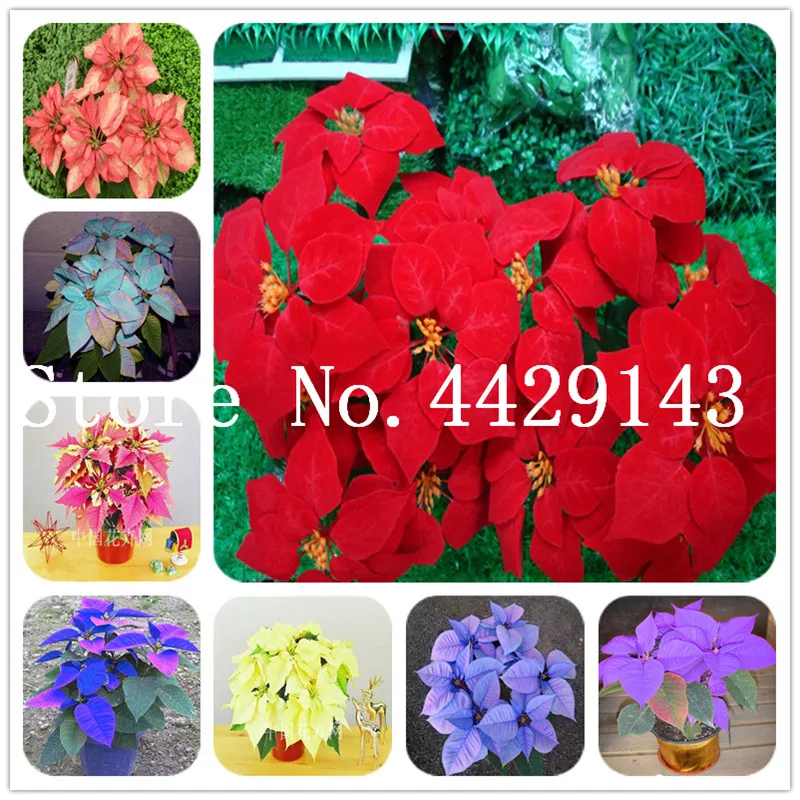 

Hot Sale! 100 Pcs/Bag Poinsettia DIY Potted Colorful Bonsai Flower Bonsai Indoor Outdoor Flower Flower Bonsai eds Home Garden