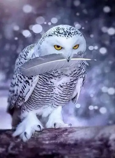 

Snow Fall