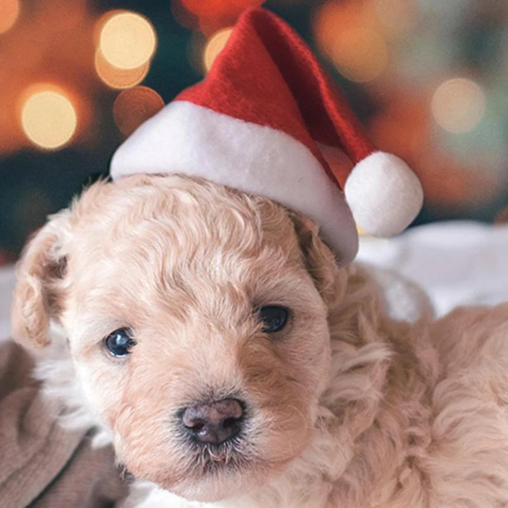 Christmas Hats 100 Set Winter Warm Pet Cat Dog Santa Claus Hat Christmas Xmas New Year Plush Cap Decorations Supplies DropShip