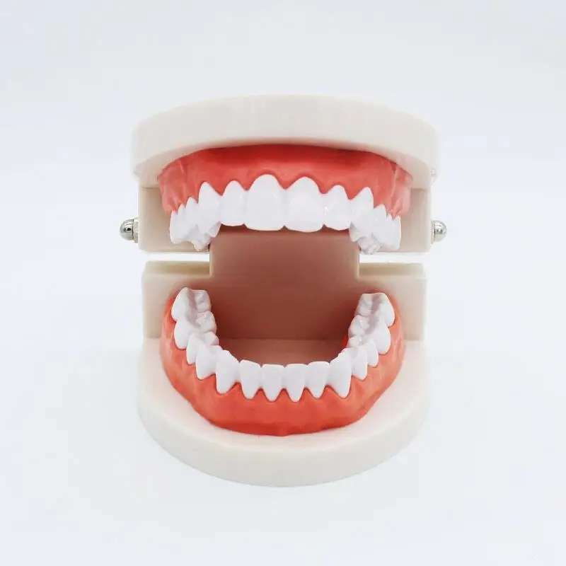 

Dental Teeth Model Dentist Student Model For Dentistry Teaching Detachable Material Dentist Tools Dental Lab Model