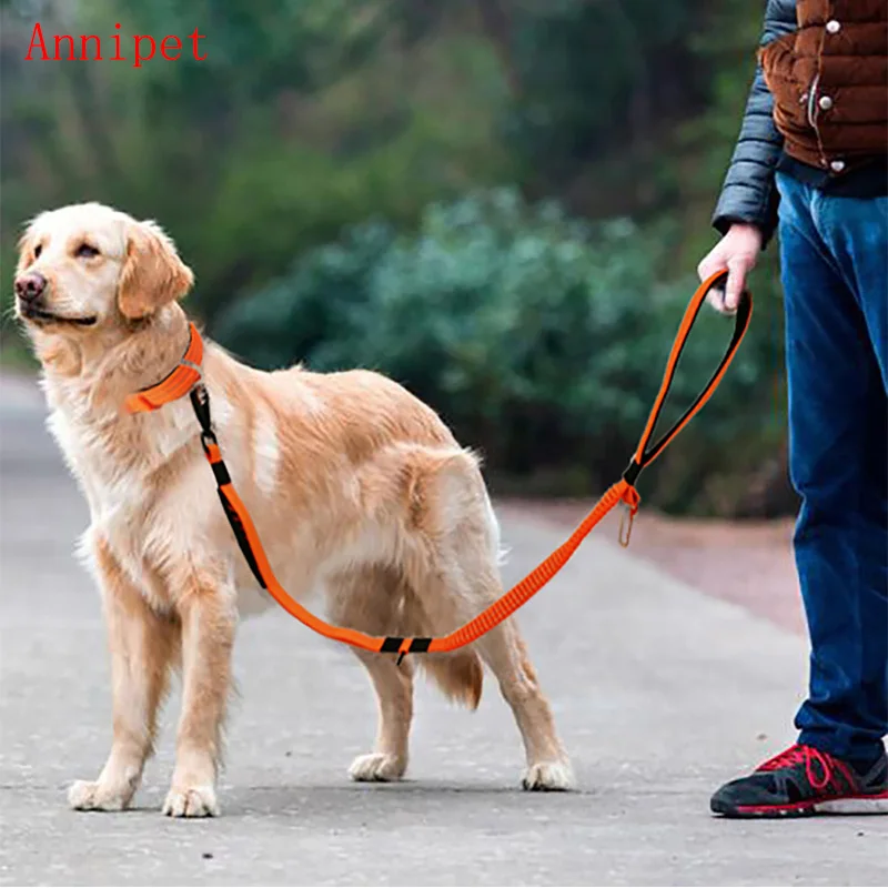 Выгул собак. Гулять с собакой с ошейником. Поводок для собак. Поводок для собак. Гулять с собакой с ошейником.