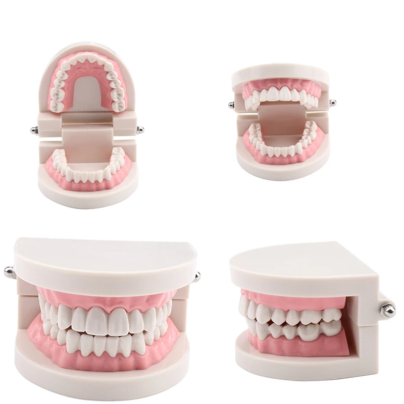 

Teeth Model Standard Dental Teaching Study Typodont Demonstration Tool
