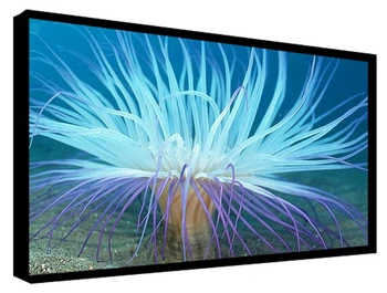 شراء55 بوصة LEd Lcd Tft Hd وسائل الاعلام الاجتماعية رصد مع Pc Ip كاميرا طابعة ماسحة Id Ic قارئ بطاقات بصمة الوجه تحديد