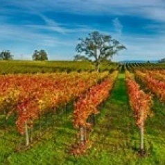 Autumn vineyard at Napa Valley  California  USA Poster Print (15 x 6)