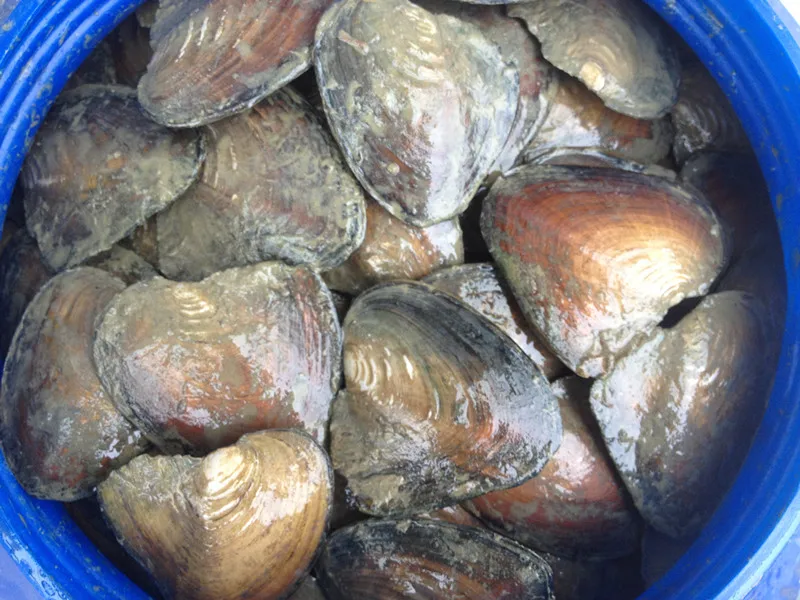 

10pcs Vacuum Packed Natural Freshwater Big Monster Oysters Bulk Natural Beads Big Wish Pearl Oyster Shell ABH668
