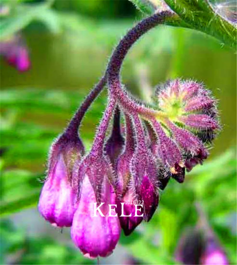 

100 Pcs/Pack Time-Limit!!Symphytum Officinale,Bonsai plants easy to grow floresling for home & garden flower Plantas