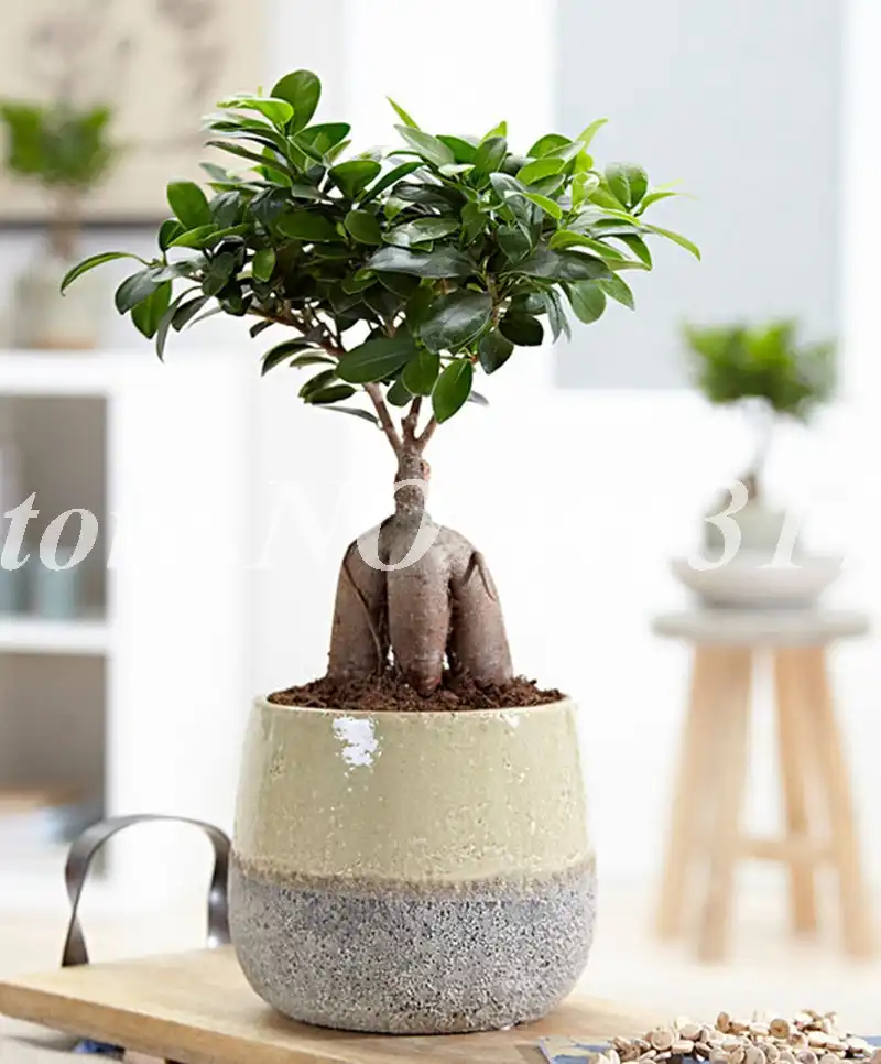 Detail Feedback Questions About 20 Pcs Chinese Rare Ficus Microcarpa 20 Pcs Chinese Rare Ficus Microcarpa Bonsai Tree Evergreen Potted Ginseng Banyan Home Garden Outdoor