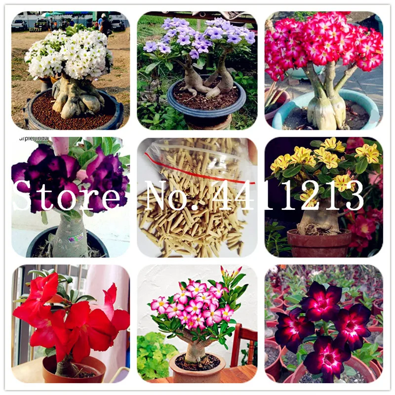 

2 Pcs Exotic Rare Pink Petals Desert Rose Bonsai True Beautiful Bonsai Potted Flowers Balcony Adenium Obesum For Home Garden