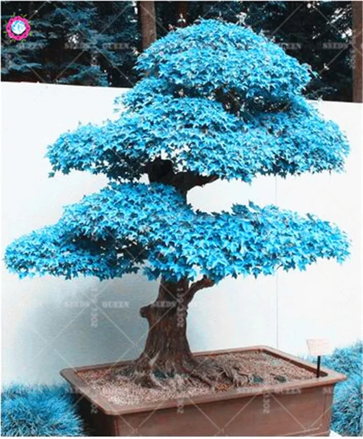 BONSAI 10pcs Blue Maple Tree Rare Japanese Maple Tropical Indoor Bonsai Tree Ornamental Potted Plants for Home Garden Decoration BONSAI 10pcs Blue Maple Tree Rare Japanese Maple Tropical Indoor Bonsai Tree Ornamental Potted Plants for Home Garden Decoration