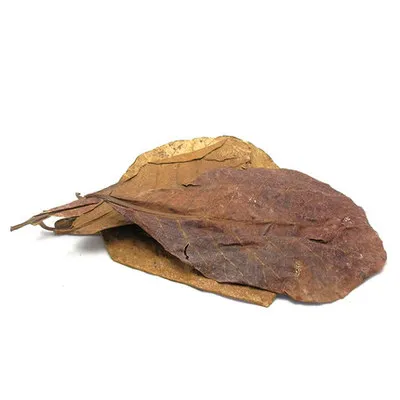 Image result for almond leaves aquarium