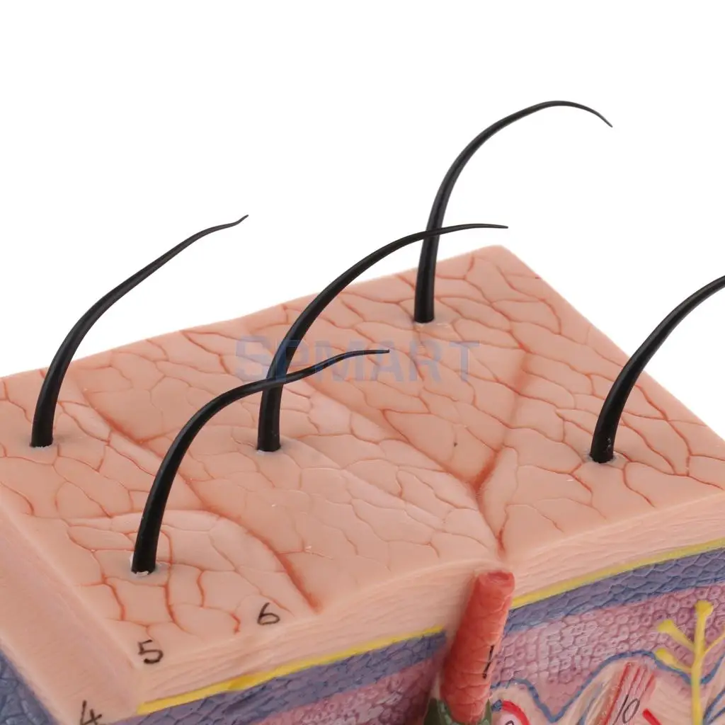 50X Enlarged Anatomical Human Skin Model Science Classroom Anatomy Study Display Teaching Aids Model For Student Teacher
