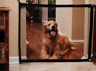 dog2