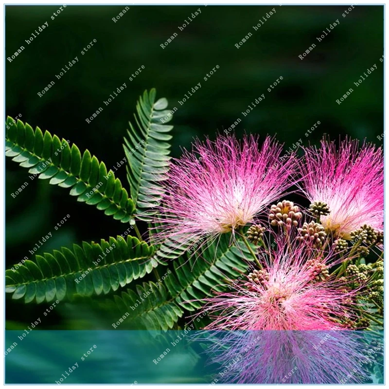 ZLKING 20pcs Acacia bonsai Flower called Mimosa Silk Tree potted plants ornamental plant