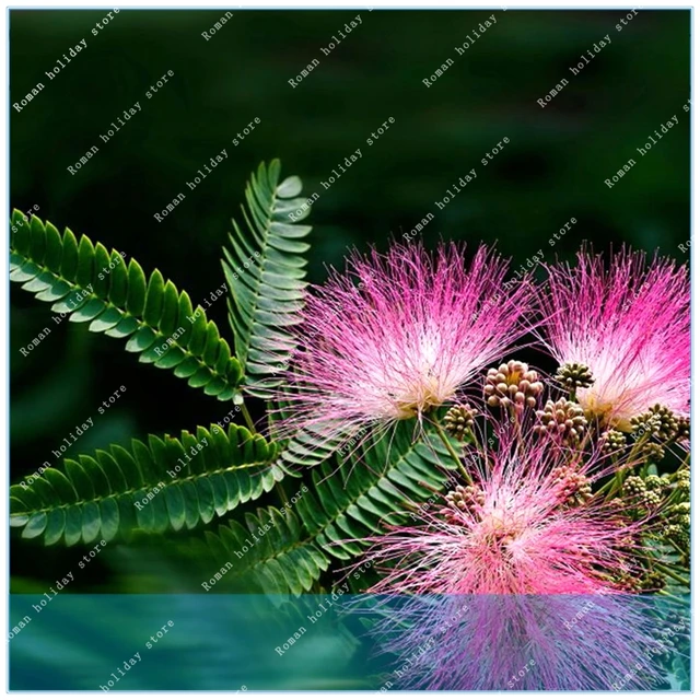 ZLKING 20pcs Acacia bonsai Flower called Mimosa Silk Tree