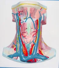 

human neck Muscle Anatomical Model Human Anatomy Medical Teaching model free shipping
