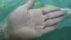 Breed Fishing Nets Stake Net 3MM Small Mesh Catch Fish Box Aquaculture Pond Trap Fishing Gear Farming Net Cage Square Trap Tool 3