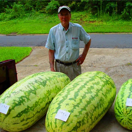 Big Promotion!Giant Watermelon bonsai 50pcs Fruit flores Vegetable Interest Easy to plant For Garden & Farm Family Plant,#S7