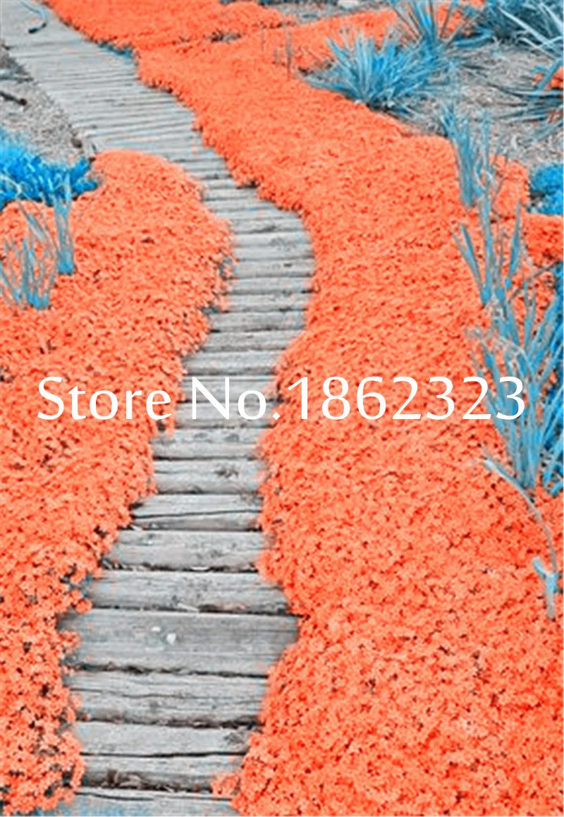 200Pcs/Bag Creeping Thyme bonsai, Rare Color ROCK CRESS plants - Perennial Ground Cover Flower Natural Growth For Home Garden