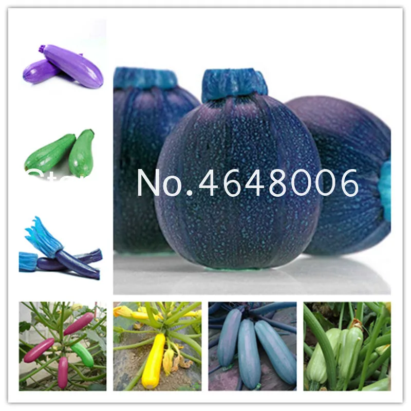 

30 Pcs Squash Bonsai "Black Beauty Zucchini" (Cucurbita Pepo) Round Zucchini Plant Organic Vegetable Pot Plant