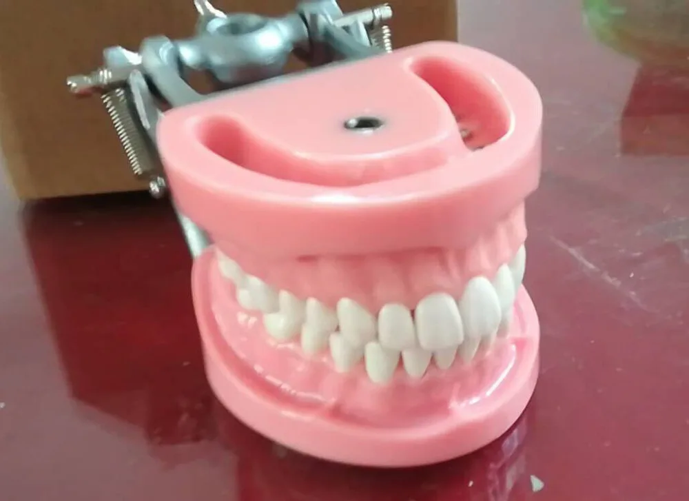32 шт. зубы стандартная Стоматологическая модель из жесткой резины винт фиксированный DP артикулятор