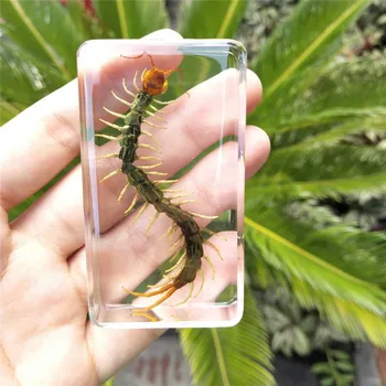 

resin insect specimen educational equipment Scolopendra/Scorpion/beetle specimen