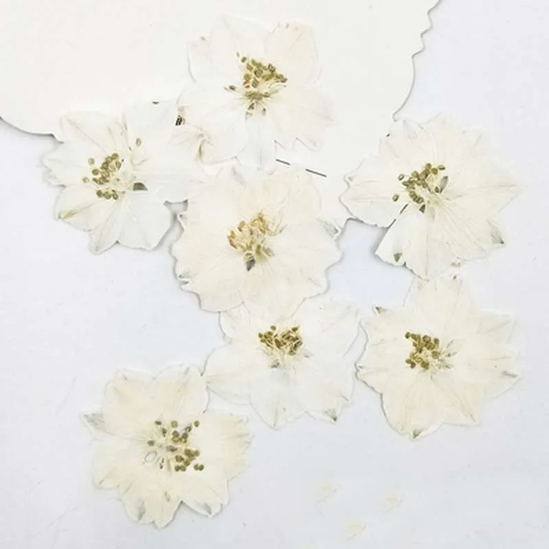 

Dye Color Larkspur for christmas flowers decorations press flower dried flower free shipment 120 Pcs