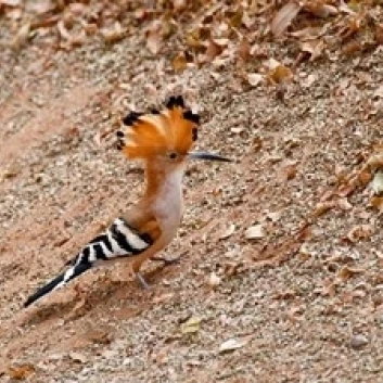Madagascar. Madagascar Hoopoe  endemic bird Poster Print by Charles Sleicher (18 x 12)