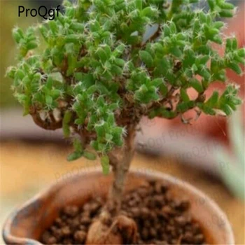 

Ngryise 3Pcs A Set Sedum Spiral Staircase Hercules