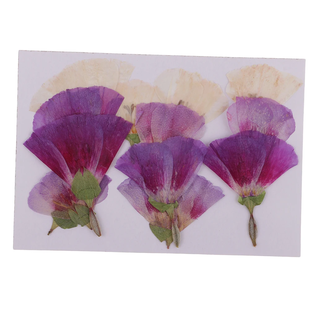 MagiDeal 12x Pressed Real Godetia Flower Dried Flowers DIY Phone Case Scrapbook Craft Artificia Flowers for Wedding Invitations