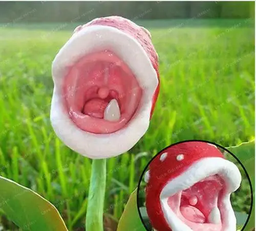 Insect Catching Succulent Plant Enchantress Carnivorous Plant Desk Pot Bonsai Seeds Slurperon Seeds Flowers Garden Plant 200 Pcs Insect Catching Succulent Plant Enchantress Carnivorous Plant Desk Pot Bonsai Seeds Slurperon Seeds Flowers Garden Plant 200 Pcs