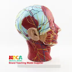 Голова Сагиттальный секционный череп поверхностные сосуды мышечный нерв манекен для медицинского обучения оборудование биомедицинские