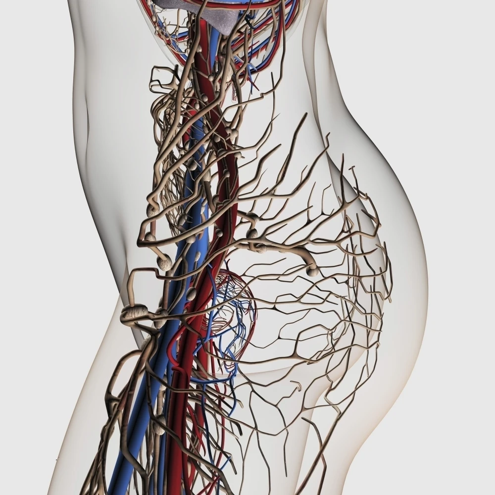 Medical illustration of arteries  veins and lymphatic system in female midsection Poster Print (28 x 28)