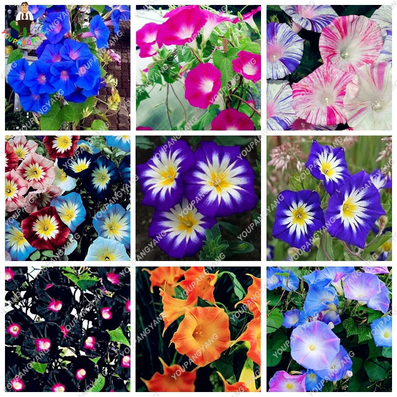 

100 Pcs/Bag Morning Glory Flowers bonsai Rare Star Petunia Blue bonsais Plantas Garden Patio Potted Plant Garden Home Decoration