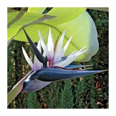 

100PCS black and white Strelitzia flowers potted bonsai garden terrace