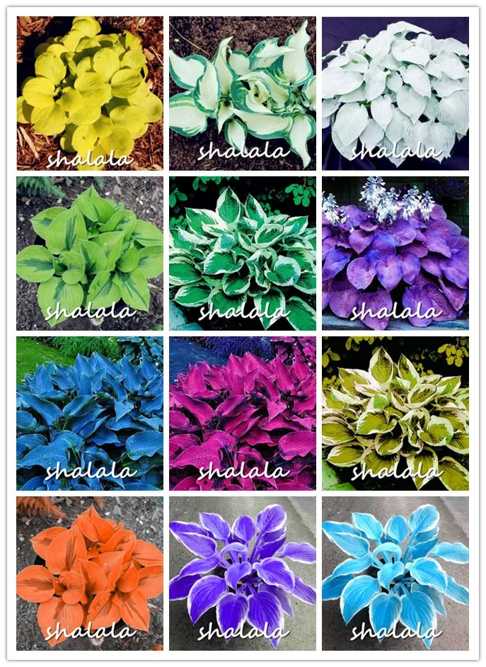 

hot selling 200pcs/pack Hosta bonsai Perennials Plantain beautiful Lily Flower White Lace Home Garden Ground Cover Plant