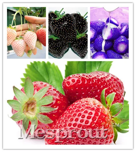

Free Shipping,4 kinds strawberry Bonsai mixed (red, blue,white,black) Seasons Sowing,4 kinds 1000PCS very delicious Fruit Bonsai