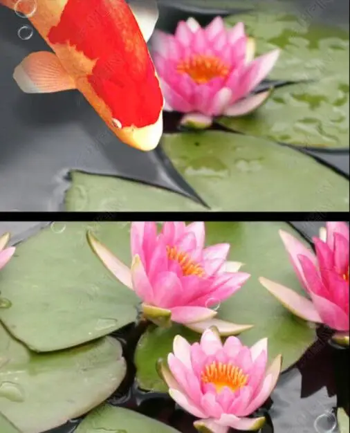 QQ20181227070006