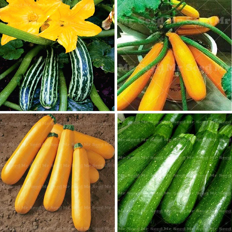

20 Summer Squash "Black Beauty Zucchini" (Cucurbita Pepo) Plant~organic Vegetable Plant Pot Bonsai Plant