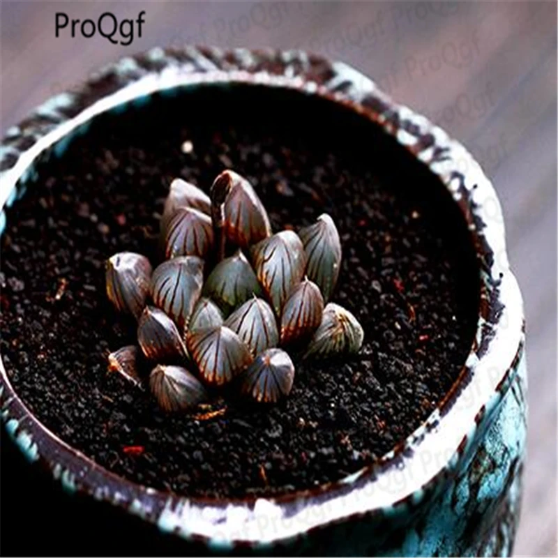 

3pcs a set black Haworthia cooperi Onslow