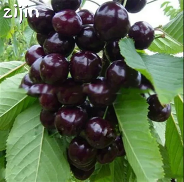Вишня Семена Купить
