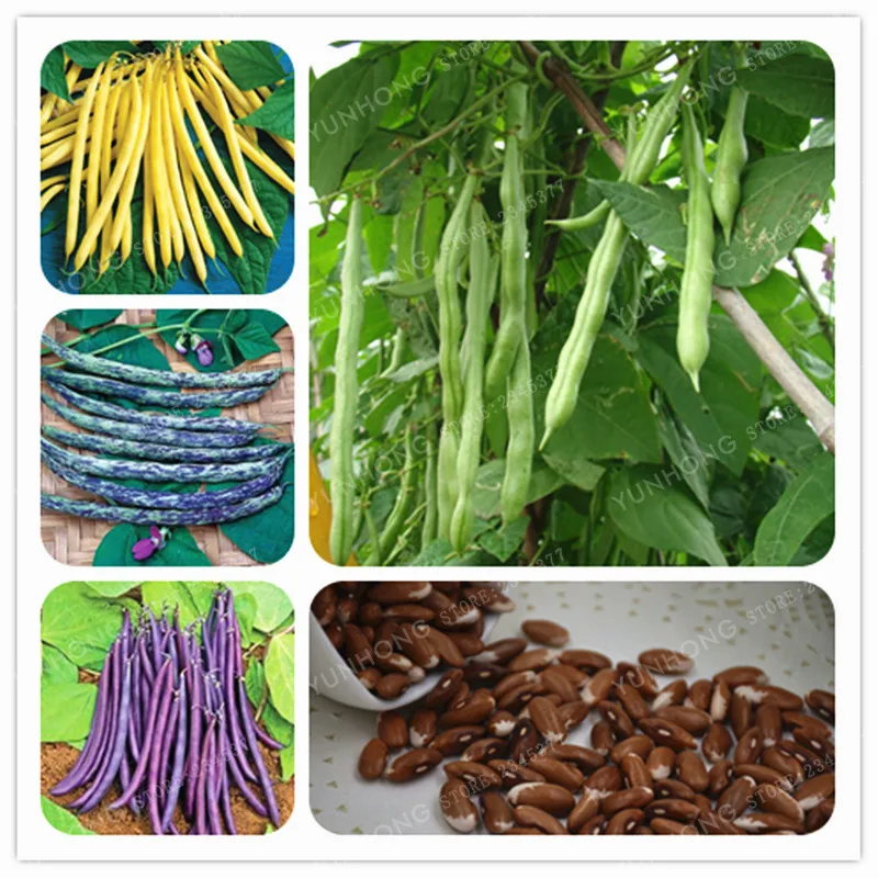 Купить Семена Вигны В Интернет Магазине