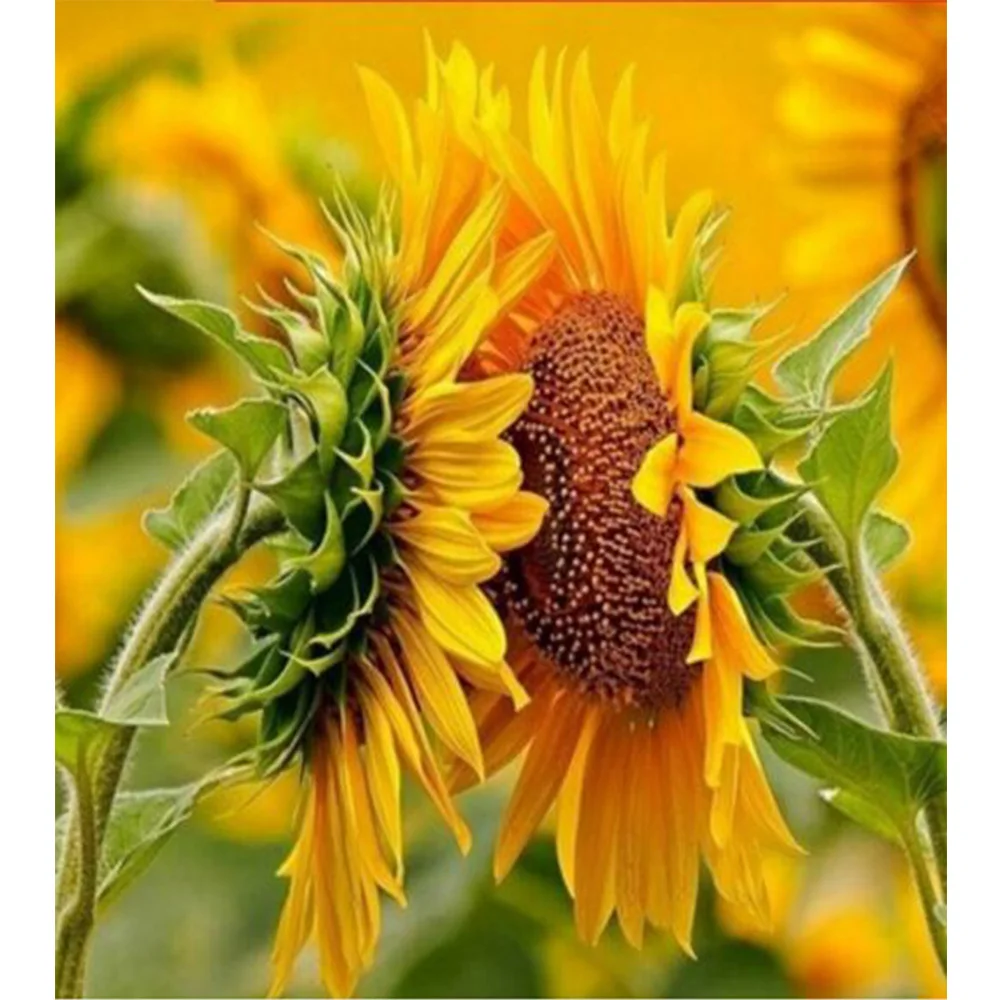 Гигантский подсолнух. Подсолнух. Подсолнух и солнце. Как растет подсолнух. Обои на рабочий стол подсолнухи.