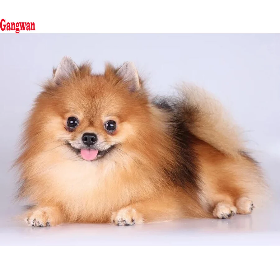 

Diamond Painting pet,5D,DIY,3D Pomeranian animal Diamond Embroidery,Cross Stitch,Diamond Mosaic,Needlework,Picture,home Decor