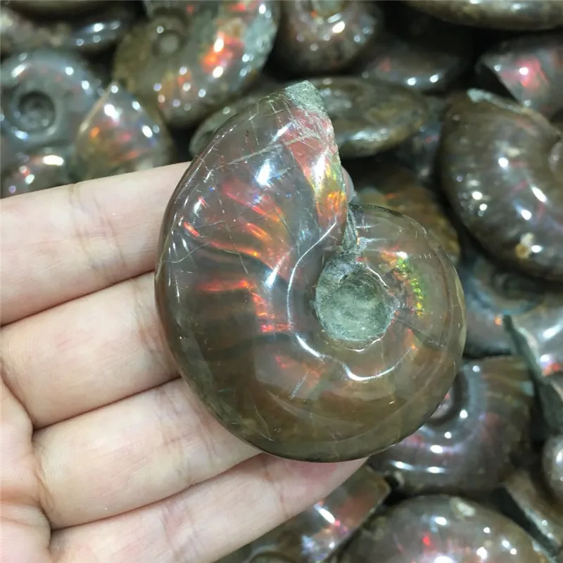 Природный природный Аммонит Fossil Facet fossimen Madagascar Stone Gem Collectibles значительные