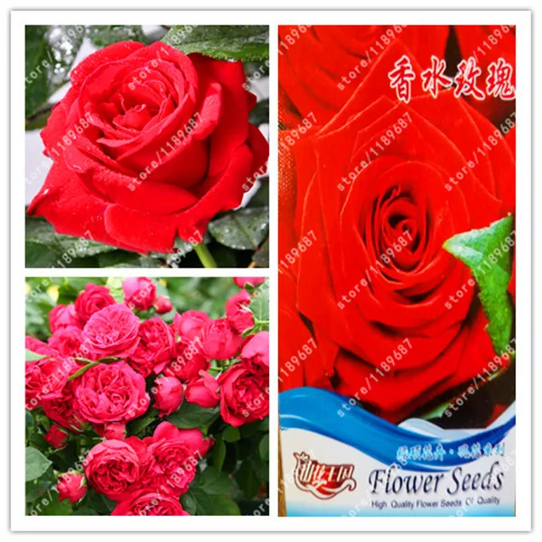 

Original package-True rare burpee perfume Red Rose flower Bonsai For home garden plants